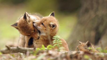 Adorable Fox Cubs Playing Together wallpaper