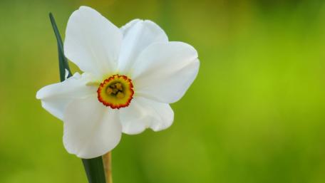 Elegant White Narcissus Blossom in Nature wallpaper