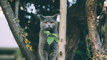 Majestic Grey Cat in Nature's Embrace wallpaper