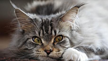 Majestic Maine Coon Cat Wallpaper wallpaper