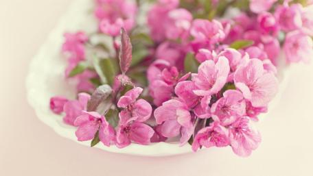 Delicate Purple Blossoms Aesthetic Wallpaper wallpaper