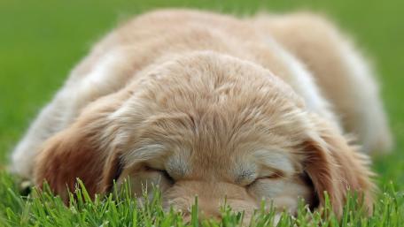 Adorable Labrador Puppy Napping on Grass wallpaper