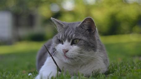 Whimsical Cat in a Serene Garden wallpaper