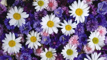 Vibrant Floral Symphony for Your Screen wallpaper