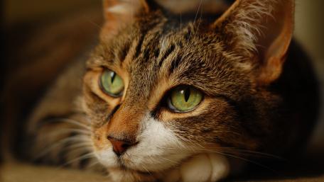 Charming Cat Portrait for Your Space wallpaper
