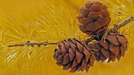 Nature's Rustic Beauty in Pine Cones and Twigs wallpaper