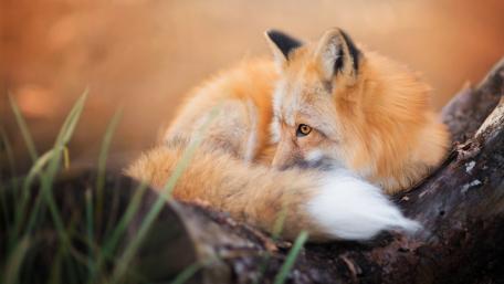 Majestic Orange Fox in Nature Scene wallpaper