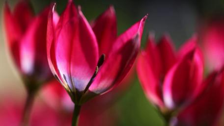 Vibrant Red Tulips in Bloom wallpaper