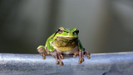 Vibrant Green Frog Relaxing on a Metal Edge wallpaper