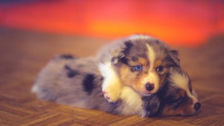 Adorable Australian Shepherd Puppies Sleeping Together wallpaper