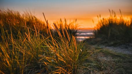 Close-up view of green grass at sunset wallpaper