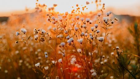 White flowers in sunrays wallpaper