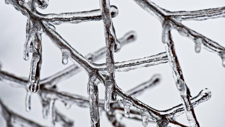 Frozen Twigs Captured in Monochrome Beauty wallpaper