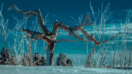 Frozen Twilight Beauty with Icy Trees and Frosty Landscape wallpaper