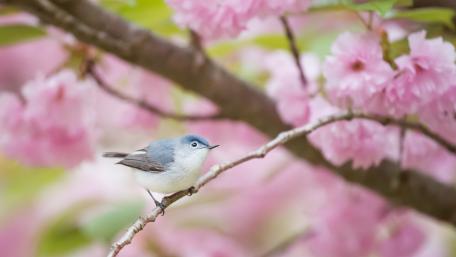 bird wallpaper