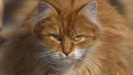 Majestic Ginger Cat with Striking Eyes wallpaper