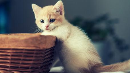 Adorable Kitten Enjoying a Cozy Basket wallpaper