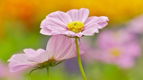 Blossoming Beauty of Pink Flowers wallpaper