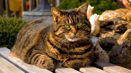 Majestic Tabby Cat Relaxing in Nature wallpaper