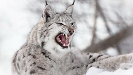 Fierce White Lynx in Snowy Wilderness wallpaper