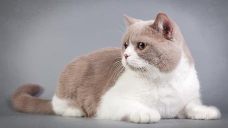 Charming Cat in a Relaxed Pose wallpaper
