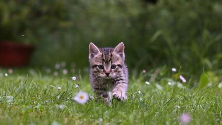 Curious Kitten Exploring Nature's Wonders wallpaper