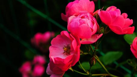 Vibrant Pink Roses in Bloom wallpaper