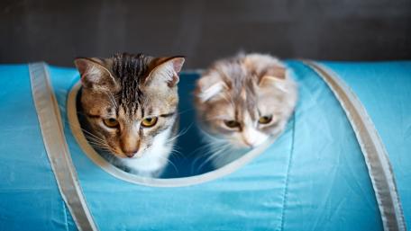 Curious Cats Exploring Their Hideaway wallpaper