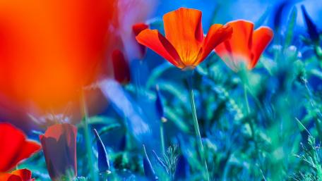 Vibrant Red Flowers in a Dreamy Blur wallpaper
