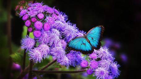 Blue Butterfly on Vibrant Purple Blossoms wallpaper
