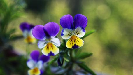 Vibrant Pansy Blossom Wallpaper wallpaper