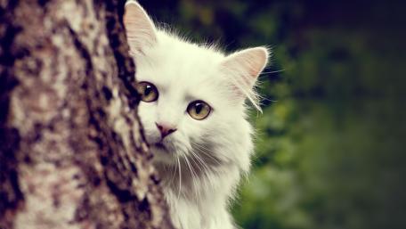 Whimsical White Cat Observing Nature wallpaper