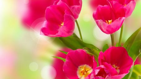 Vibrant Pink Tulips in Blooming Beauty wallpaper