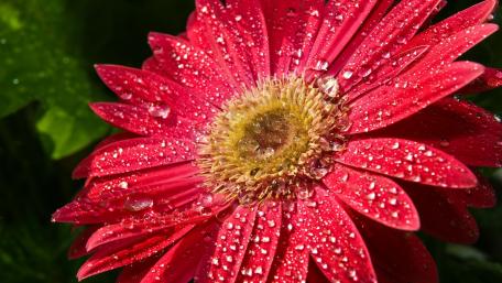 Vibrant Red Flower with Dew Drops Shining Brightly wallpaper
