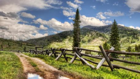 Serene Countryside Pathway Amidst Lush Nature wallpaper