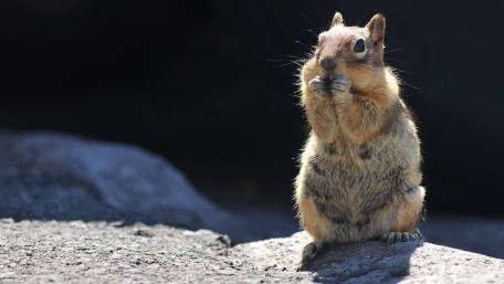 Charming Squirrel in Nature's Embrace wallpaper