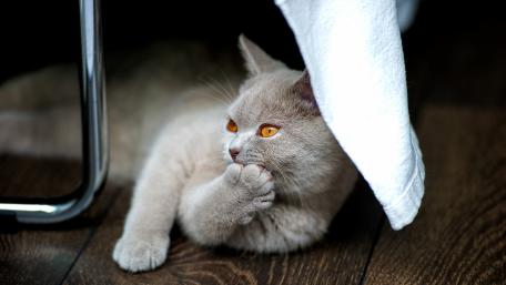 Charming Grey Cat Relaxing in Natural Light wallpaper