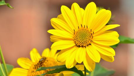 Bright Yellow Flower Blossom in Full Bloom wallpaper