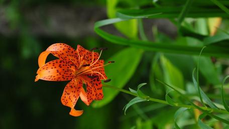 Vibrant Orange Lily Amidst Lush Greenery wallpaper