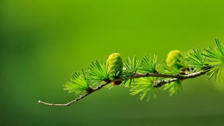 Green tree wallpaper