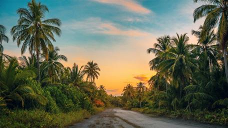 Tropical Dirt Road at Sunset wallpaper