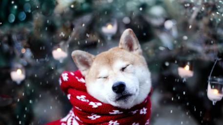 Winter Bliss with Shiba Inu wallpaper