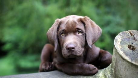 Charming Labrador Retriever Puppy Wallpaper wallpaper