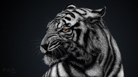 Black and white tiger wallpaper