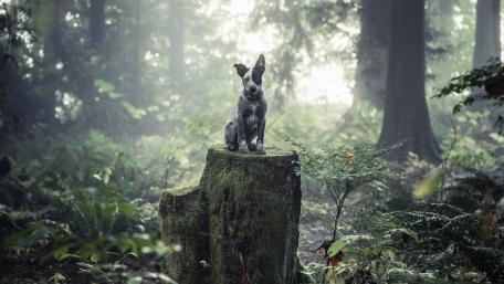 Majestic Australian Cattle Dog in a Forest Setting wallpaper