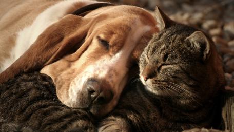 Sleeping Companions in Harmony wallpaper