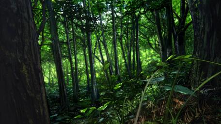 Lush Green Forest Serenity wallpaper