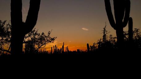 Cactus wallpaper