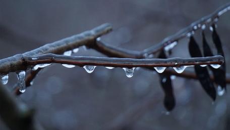 Frosty Drops on Twigs Beauty wallpaper