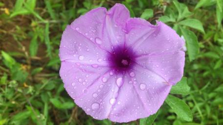Purple flower wallpaper
